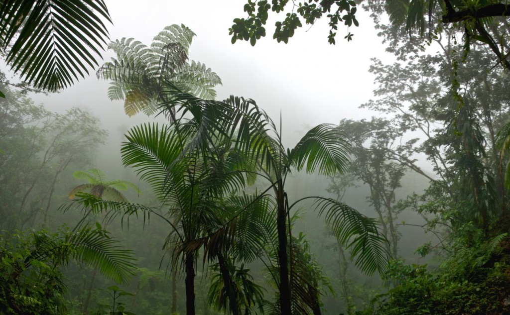 Тропический климат южной америки